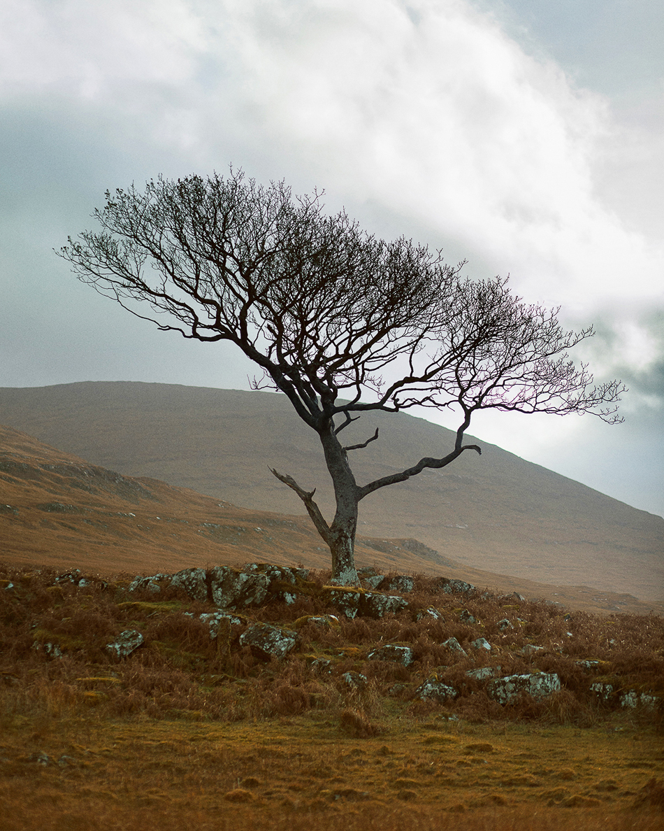 Tree, Isle of Mull, Scotland